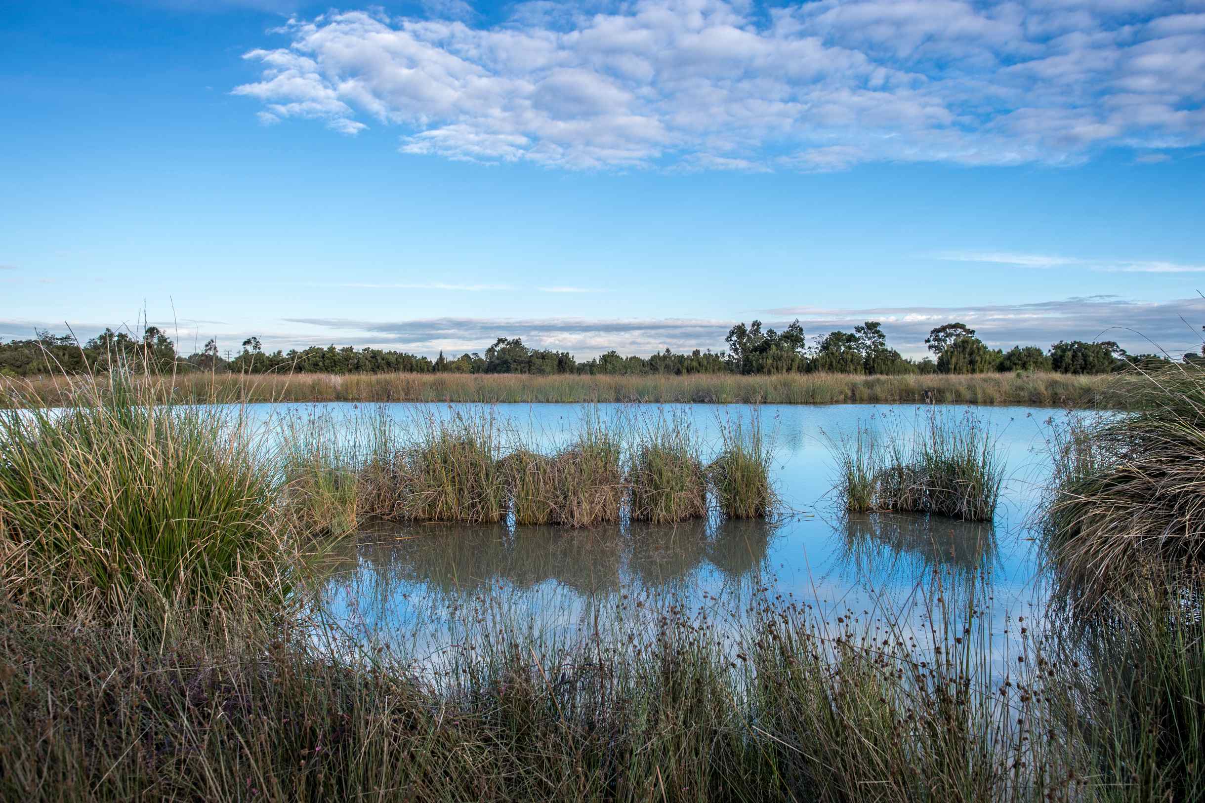 Мельбурн найтс данденонг сити. Национальный парк Данденонг. Habitats Wetland Pond. Paleoprofile of Reservoirs.