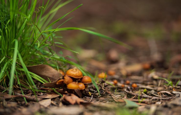 A small cluster of mushrooms growing at Alex Wilkie Nature Reserve