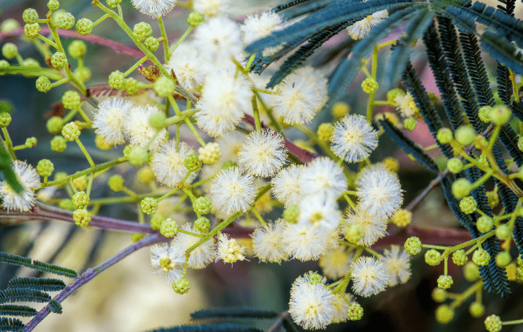 wattle flowers