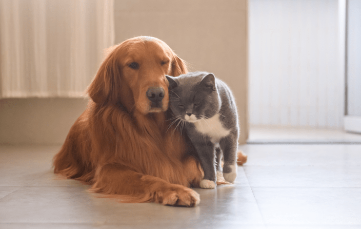 a dog and cat cuddling