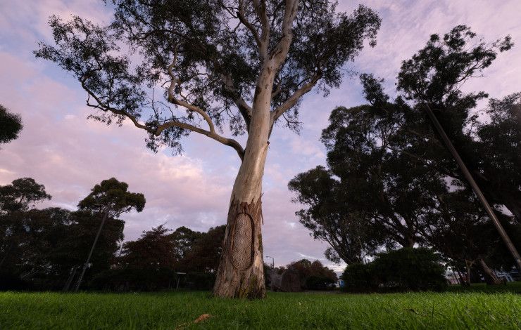 a scar tree in Dandenong Park 