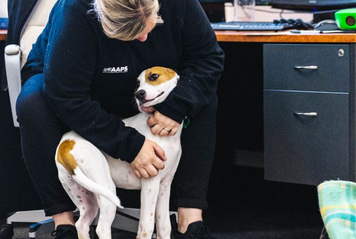 Dog at work with owner