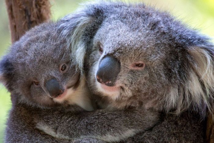 Koalas