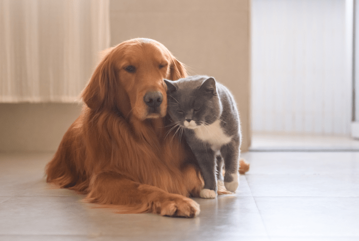 a dog and cat cuddling