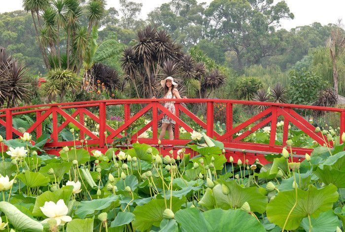 Blue Lotus water gardens