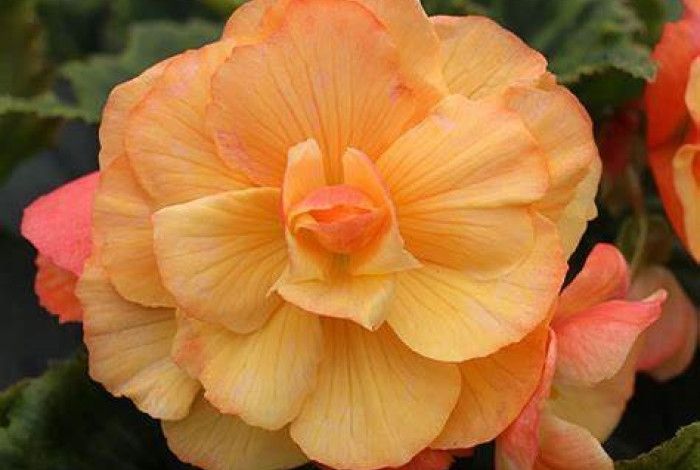 begonia flower