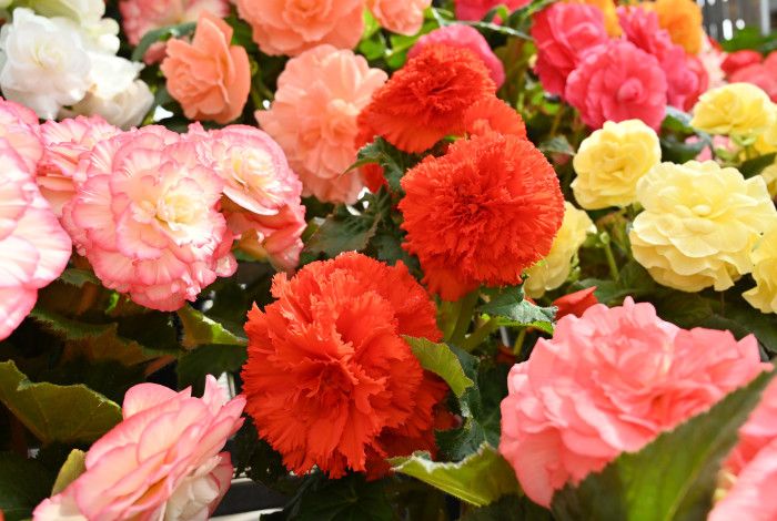 Begonias in bloom