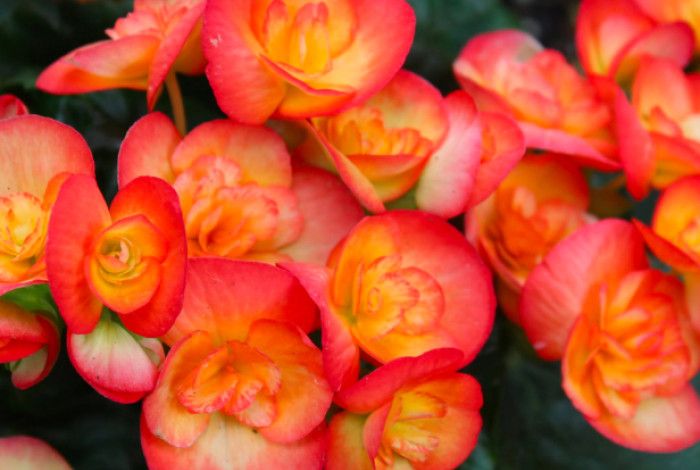 Begonias in bloom