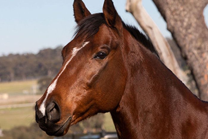 Horse's Head