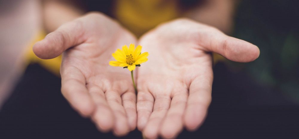 A flower in someones hands