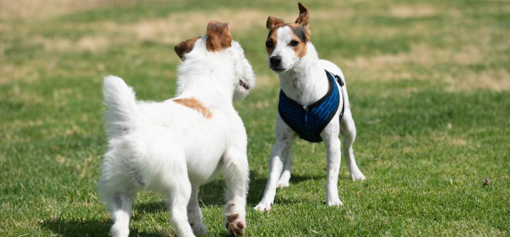 Two little white dogs with brown ears play on the grass