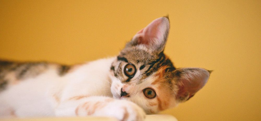 A kitten looking on a couch arm looking at the camera.