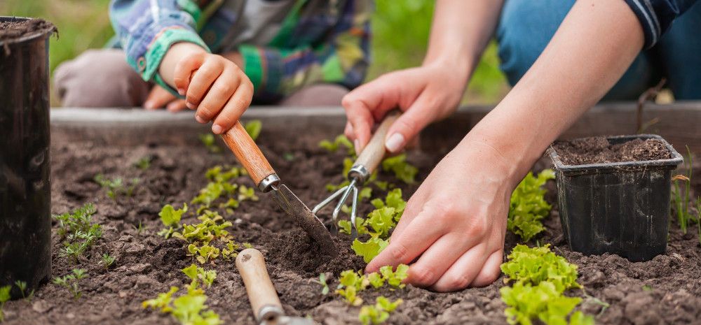 People planting seedlings in a vegetable garden.