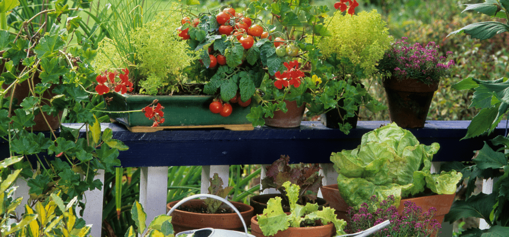 A balcony garden with several plant pots. The pots contain fruiting tomato plants, geraniums, lettuces and herbs.