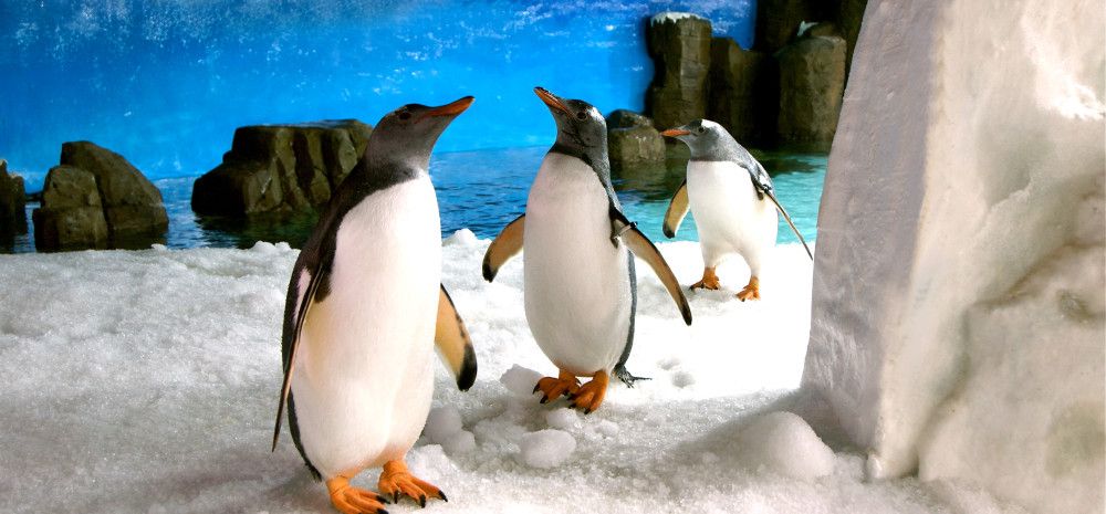 image of penguins