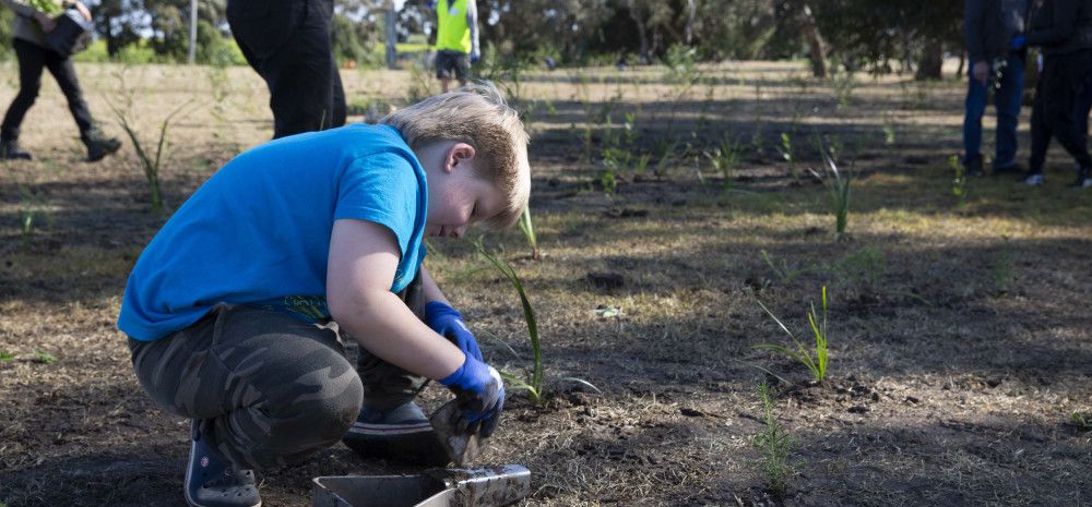 a child planting a tree
