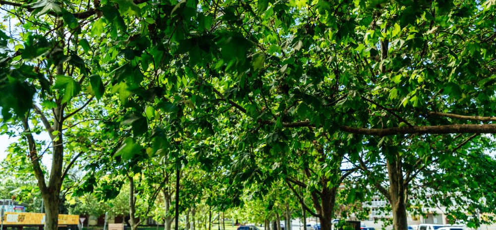 a tree lined street