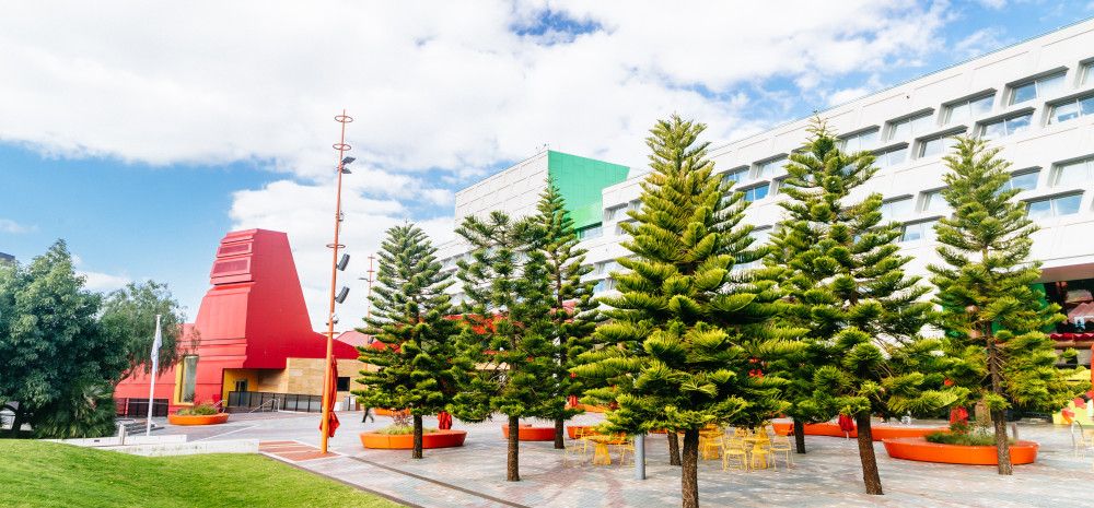 Several pine trees set against the backdrop of an urban square and large buildings.