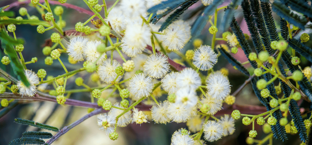 wattle flowers
