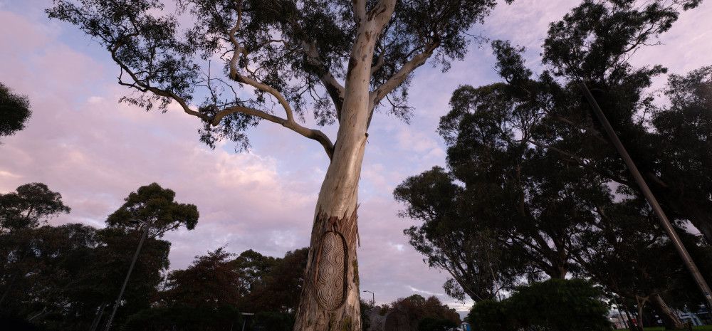 a scar tree in Dandenong Park 