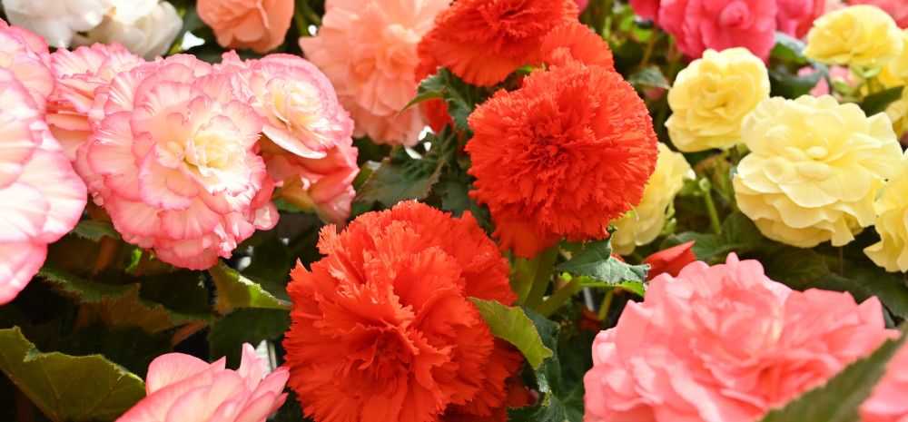 Begonias in bloom