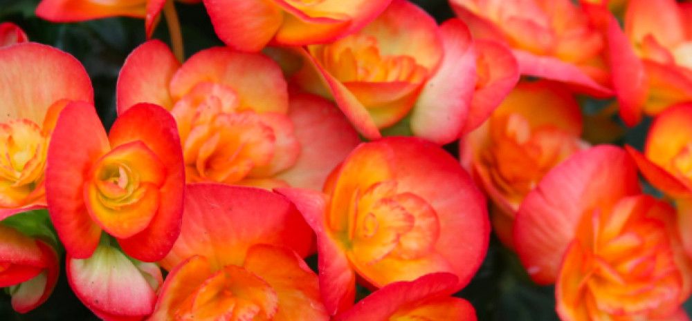 Begonias in bloom