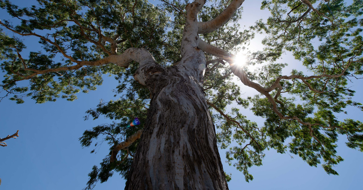 Trees | Greater Dandenong Council