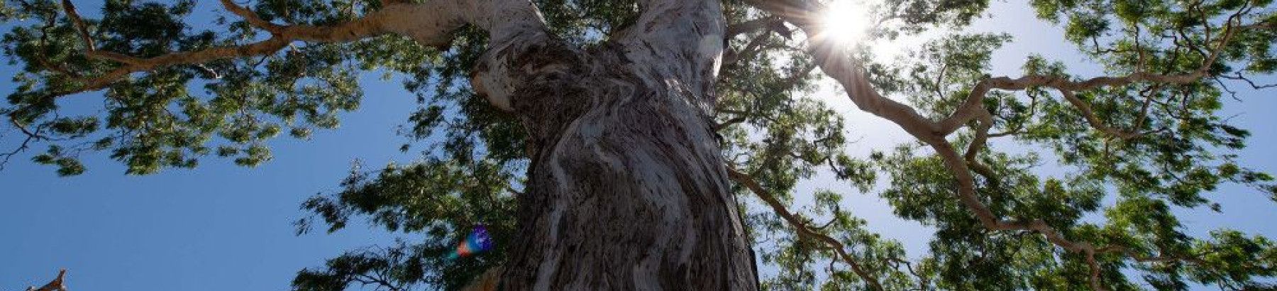 a large gum tree trunk