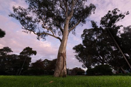 a scar tree in Dandenong Park 