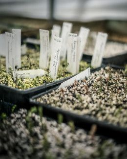 In November, our volunteer Garden Guides took part in indigenous plant propagation training. Photo credit: Garden Guide volunteer and local photographer Abhijit Pal 