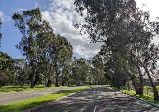 River Red Gums